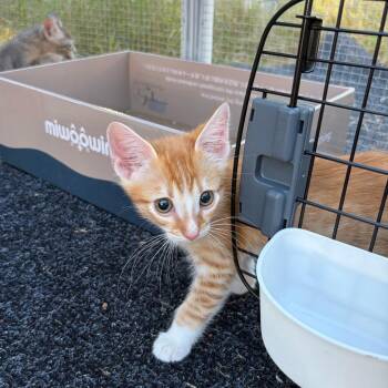 Peter -  Domestic Short Hair Cat for Adoption in Pleasanton, California - Peter | PetCurious