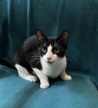 Loretta -  Domestic Short Hair Cat for Adoption in Blasdell, New York - Loretta | PetCurious