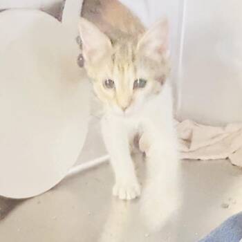 Patches -  Domestic Short Hair Cat for Adoption in Baltimore, Maryland - Patches | PetCurious