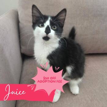 Juice -  Domestic Long Hair Cat for Adoption in Chattanooga, Tennessee - Juice | PetCurious