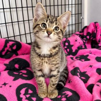 Princess Pancake -  Domestic Short Hair Cat for Adoption in Trenton, New Jersey - Princess Pancake | PetCurious