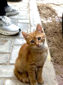 Domestic Short Hair and Siberian Cats Available for Adoption in Brampton, Ontario - Cuddles - 5 Siblings | PetCurious