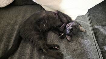 Oberon -  Domestic Short Hair Cat for Adoption in Rockville, Maryland - Oberon | PetCurious