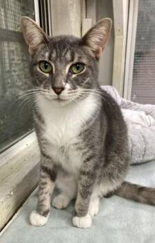 Betty -  Domestic Short Hair Cat for Adoption in Huntington, New York - Betty | PetCurious
