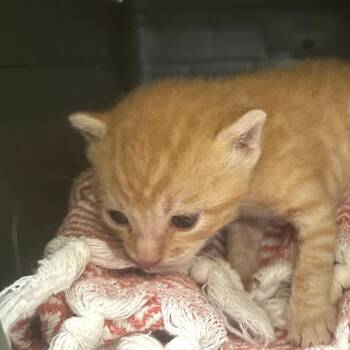 Tiger -  Domestic Short Hair Cat for Adoption in Grantsville, Utah - Tiger | PetCurious