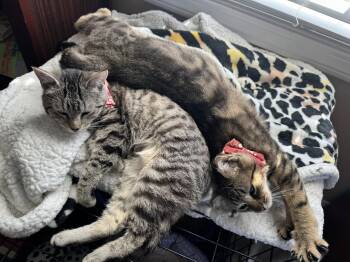 Domestic Short Hair Cats Available for Adoption in Seneca, Pennsylvania - Enya & Martini | PetCurious