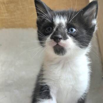 American Shorthair Cats Available for Adoption in Beaverton, Oregon - Figaro | PetCurious