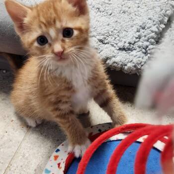 Buster Haseman -  Domestic Short Hair Cat for Adoption in Morrison, Colorado - Buster Haseman | PetCurious