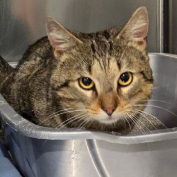 Domestic Short Hair Cats Available for Adoption - Sabre | PetCurious