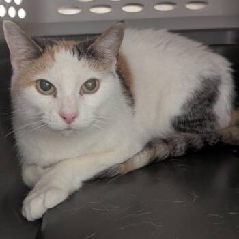 Sugar and Spice -  Domestic Short Hair Cat for Adoption in Indiana, Pennsylvania - Sugar And Spice | PetCurious