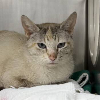 Domestic Short Hair Cats Available for Adoption in Las Vegas, Nevada - GRIZABELLA | PetCurious