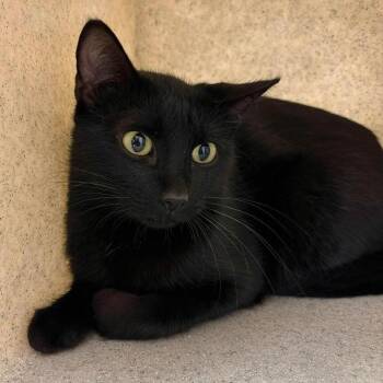 Domestic Short Hair Cats Available for Adoption - Juju | PetCurious