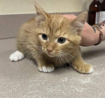 Vetch -  Domestic Short Hair Cat Available for Adoption in Salisbury, Maryland - Vetch | PetCurious