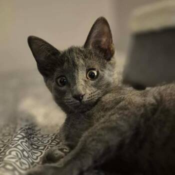 Gravy -  Domestic Short Hair Cat for Adoption in Hanna City, Illinois - Gravy | PetCurious