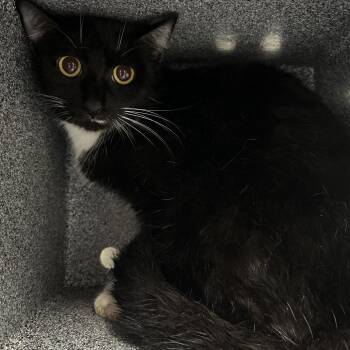 Florrie -  Domestic Short Hair Cat for Adoption in Greenville, South Carolina - Florrie | PetCurious