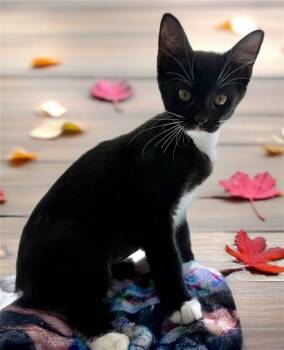 Rescue Domestic Short Hair Cats for Adoption in Sarasota, Florida - CHI-CHI | PetCurious