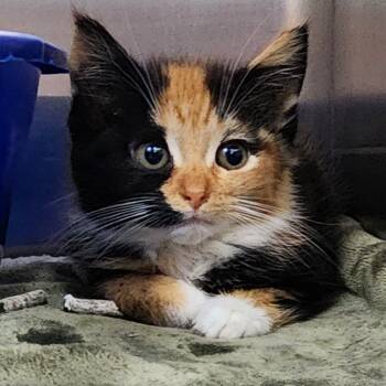 Rescue Domestic Short Hair Cats for Adoption in Toledo, Ohio - Moxie | PetCurious