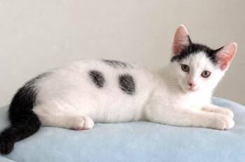 Deuces -  Domestic Short Hair Cat for Adoption in Boston, Massachusetts - Deuces | PetCurious