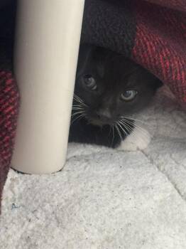 ANCHOVY* -  Domestic Short Hair Cat Available for Adoption in Santa Cruz, California - ANCHOVY* | PetCurious