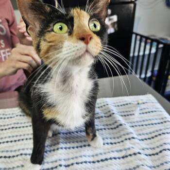 Mare -  Domestic Short Hair Cat for Adoption in Toledo, Ohio - Mare | PetCurious