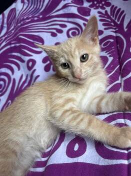 Henry -  Domestic Short Hair Cat for Adoption in Oceanside, California - Henry | PetCurious