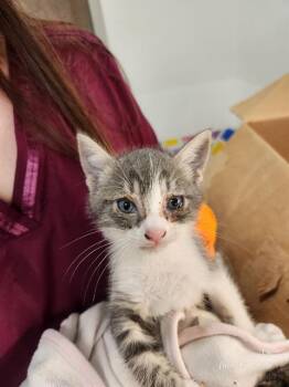 RAY -  Domestic Short Hair Cat for Adoption in Baytown, Texas - RAY | PetCurious