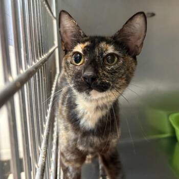 Victoria -  Domestic Short Hair Cat for Adoption in Leander, Texas - Victoria | PetCurious
