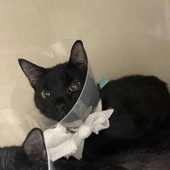 Hem -  Domestic Short Hair Cat for Adoption in Mentor, Ohio - Hem | PetCurious