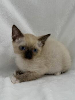 Knox -  Siamese Cat for Adoption in Greensboro, North Carolina - Knox | PetCurious