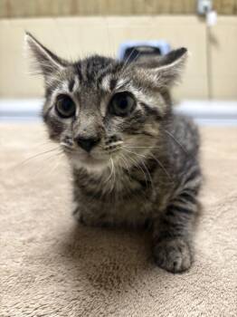 Leo -  Domestic Medium Hair Cat for Adoption in Springfield, Georgia - Leo | PetCurious