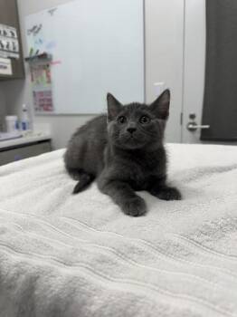 Behold...Me! -  Domestic Short Hair Cat for Adoption in Kansas City, Missouri - Behold...Me! | PetCurious