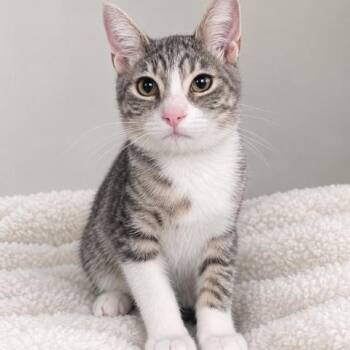 Durk -  Domestic Short Hair Cat for Adoption in Hawthorne, California - Durk | PetCurious