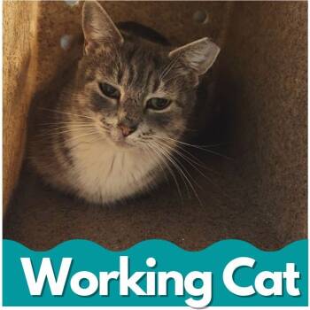 Rescue Domestic Short Hair Cats for Adoption in Asheville, North Carolina - Melanie | PetCurious