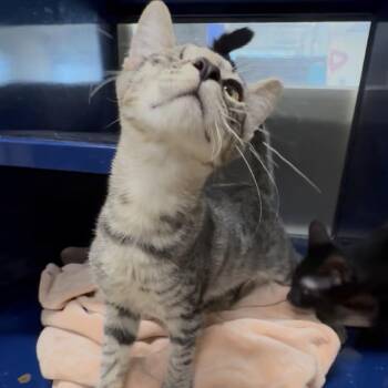 Tandi -  Domestic Short Hair Cat for Adoption in Los Angeles, California - Tandi | PetCurious