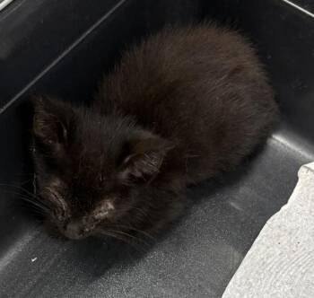 Sf-9 Jet -  Domestic Short Hair Cat for Adoption in Lawrenceville, Georgia - Sf-9 Jet | PetCurious
