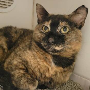 Domestic Short Hair Cats Available for Adoption in Columbia, Missouri - Crimson Speckled Moth | PetCurious