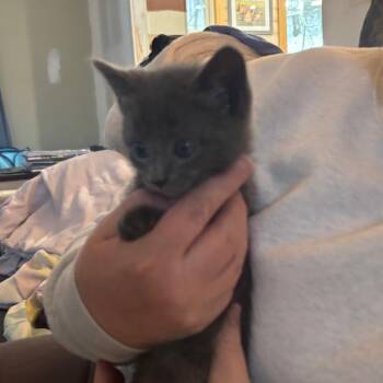 Domestic Long Hair Cats Available for Adoption - Ken | PetCurious