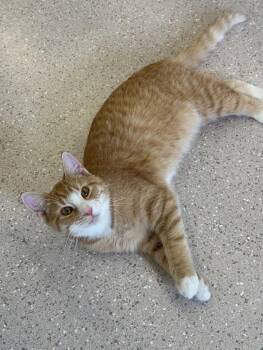 Domestic Short Hair Cats Available for Adoption - Graham | PetCurious