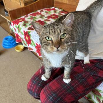 Tabby Cats Available for Adoption in Melrose, Massachusetts - Kitana | PetCurious