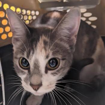 Loris -  Domestic Short Hair Cat for Adoption in Philadelphia, Pennsylvania - Loris | PetCurious