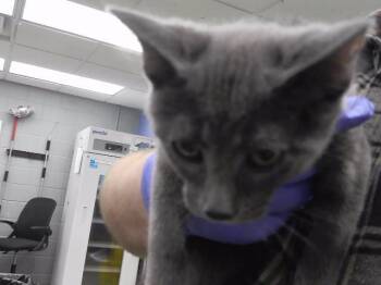 SPICE -  Domestic Short Hair Cat for Adoption in Omaha, Nebraska - SPICE | PetCurious