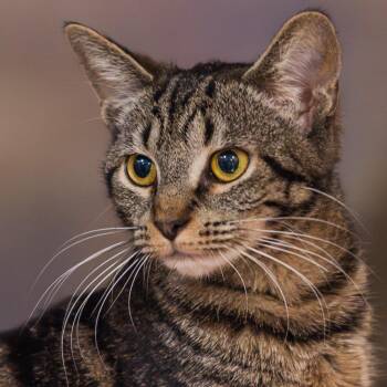 Domestic Short Hair Cats Available for Adoption in Port Washington, New York - Midge | PetCurious