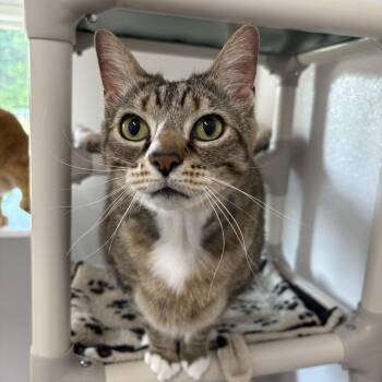 Rescue Domestic Short Hair Cats for Adoption in Stockbridge, Michigan - Junior | PetCurious
