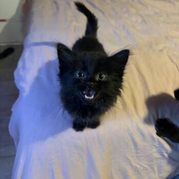 Domestic Short Hair Cats Available for Adoption in Chicago, Illinois - Toothless | PetCurious
