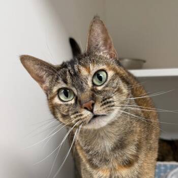 Meeko -  Domestic Short Hair Cat for Adoption in Stillwater, Oklahoma - Meeko | PetCurious