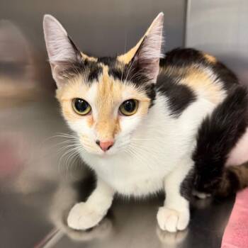 Katy Kitty -  Domestic Short Hair Cat for Adoption in Greensboro, North Carolina - Katy Kitty | PetCurious