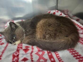 Domestic Medium Hair Cats Available for Adoption - Sx Suite Gertrude | PetCurious