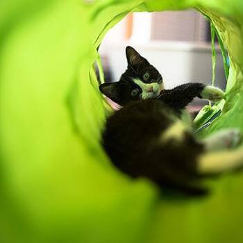 Regina -  Domestic Short Hair Cat Available for Adoption in Kanab, Utah - Regina | PetCurious