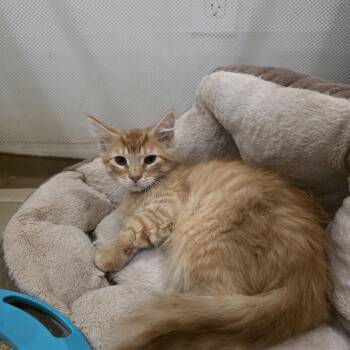 Khalid -  Domestic Long Hair and Maine Coon Cat for Adoption in Mastic, New York - Khalid | PetCurious