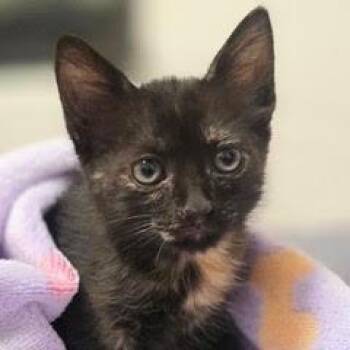 Zest -  Tortoiseshell Cat for Adoption in Green Valley, Arizona - Zest | PetCurious